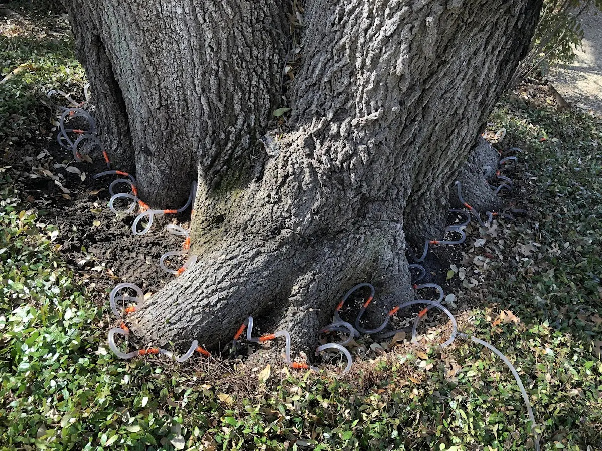 Detailed Tree Cabling and Bracing job site in Buckhead