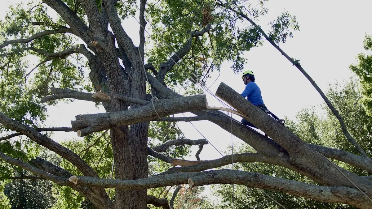 Professional Hazardous Tree Removal performed by certified arborists in Buckhead